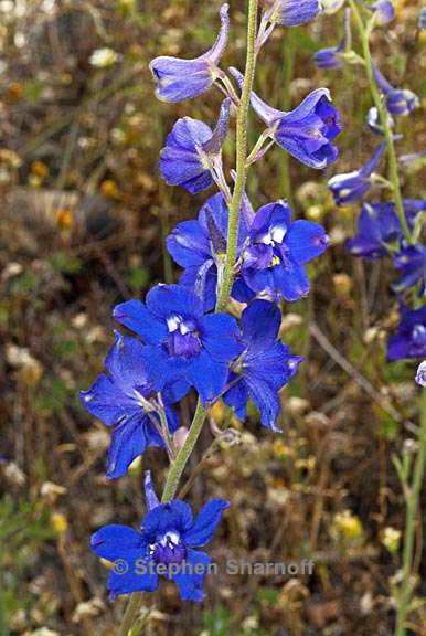 delphinium variegatum ssp variegatum 2 graphic